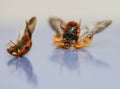 Break dancing lady bugs