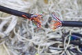 Breakdown of communication equipment. A damaged multi-core cable is shown close-up. Breakage of the telephone wire. Problems with