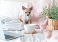 Breakfast in bed. Funny young chihuahua dog covered in throw blanket with steaming cup of hot tea or coffee. Lazy puppy wrapped in Royalty Free Stock Photo