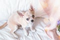 Breakfast in bed. Funny young chihuahua dog covered in throw blanket with steaming cup of hot tea or coffee. Lazy puppy Royalty Free Stock Photo