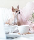 Breakfast in bed. Funny young chihuahua dog covered in throw blanket with steaming cup of hot tea or coffee. Lazy puppy wrapped in Royalty Free Stock Photo