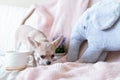 Breakfast in bed. Funny young chihuahua dog covered in throw blanket with steaming cup of hot tea or coffee. Lazy puppy wrapped in Royalty Free Stock Photo