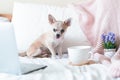 Breakfast in bed. Funny young chihuahua dog covered in throw blanket with steaming cup of hot tea or coffee. Lazy puppy Royalty Free Stock Photo