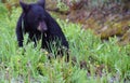 Breakfast for a black bear cub Royalty Free Stock Photo