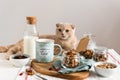 Breakfast with cat. Milk, granola with raisins, cranberries and walnuts served with almond milk on a white linen table cloth. Side Royalty Free Stock Photo