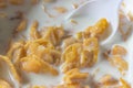 Toasted golden flakes of corn on white spoon w ith milk