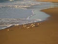 Breakfast at Dawn - life on the beaches of Brazil