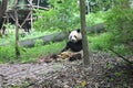 Breakfast Giant Panda, Chengdu China Royalty Free Stock Photo