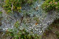 Dew drops on a spider trap