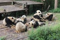 Babies Family Giant Panda, Chengdu China Royalty Free Stock Photo