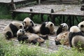 Babies Family Giant Panda, Chengdu China Royalty Free Stock Photo