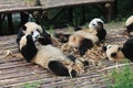 Babies Family Giant Panda, Chengdu China Royalty Free Stock Photo