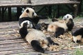 Babies Family Giant Panda, Chengdu China Royalty Free Stock Photo