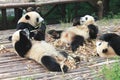 Babies Family Giant Panda, Chengdu China Royalty Free Stock Photo