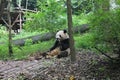 Breakfast Giant Panda, Chengdu China