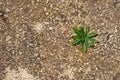 BREAKING BARRIERS, Small green plant coming out of the cement