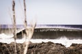 Breaking wave behind tree Royalty Free Stock Photo