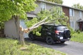 Breaking wind, or windshield via tree falling Royalty Free Stock Photo