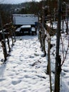 Breaks space in the vineyard in the snow Royalty Free Stock Photo