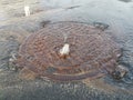 Breakthrough of water in the heating main, water gushes with a fountain from under the sewer cover on the road