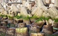 breakwater around sea port is made of concrete tetrapods Royalty Free Stock Photo