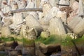 breakwater around sea port is made of concrete tetrapods Royalty Free Stock Photo