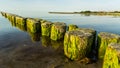 Breakwater covered with green algas