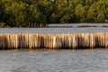 Breakwater make from bamboo, protects the waves at mangrove forest