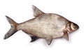 Bream Royalty Free Stock Photo