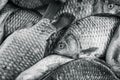 Bream . Black and white photo, toning