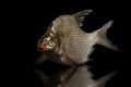 Bream fish isolated on black background