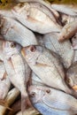 Bream fish for sale at market in Acre Israel