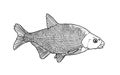 Bream fish sketch
