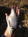 Bream on the fisherman`s arm