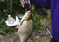 Bream fishing weighing fish a lot