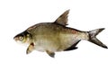 Bream