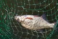 Bream in landing net closeup