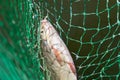 Bream in landing net closeup