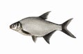 Bream, live fish