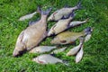 Bream roach tench fishes caught lake after fishing Royalty Free Stock Photo