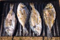 Bream sea fish on grill Royalty Free Stock Photo