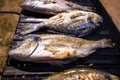 Bream sea fish on grill Royalty Free Stock Photo