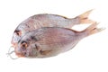 Bream Royalty Free Stock Photo