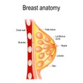 Breast anatomy