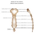 Breast bone (sternum)