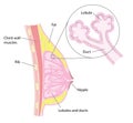 Breast cross section