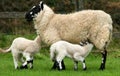 Breast Feeding Hungry Lambs Royalty Free Stock Photo