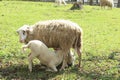 Breast-Feeding Sheep Royalty Free Stock Photo