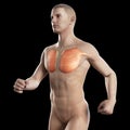 The breast muscle of a jogger