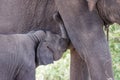 Breastfeeding baby elephant Royalty Free Stock Photo